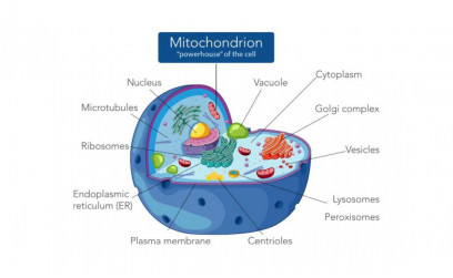 Mitochondrial Dysfunction and Autism: What You Need to Know